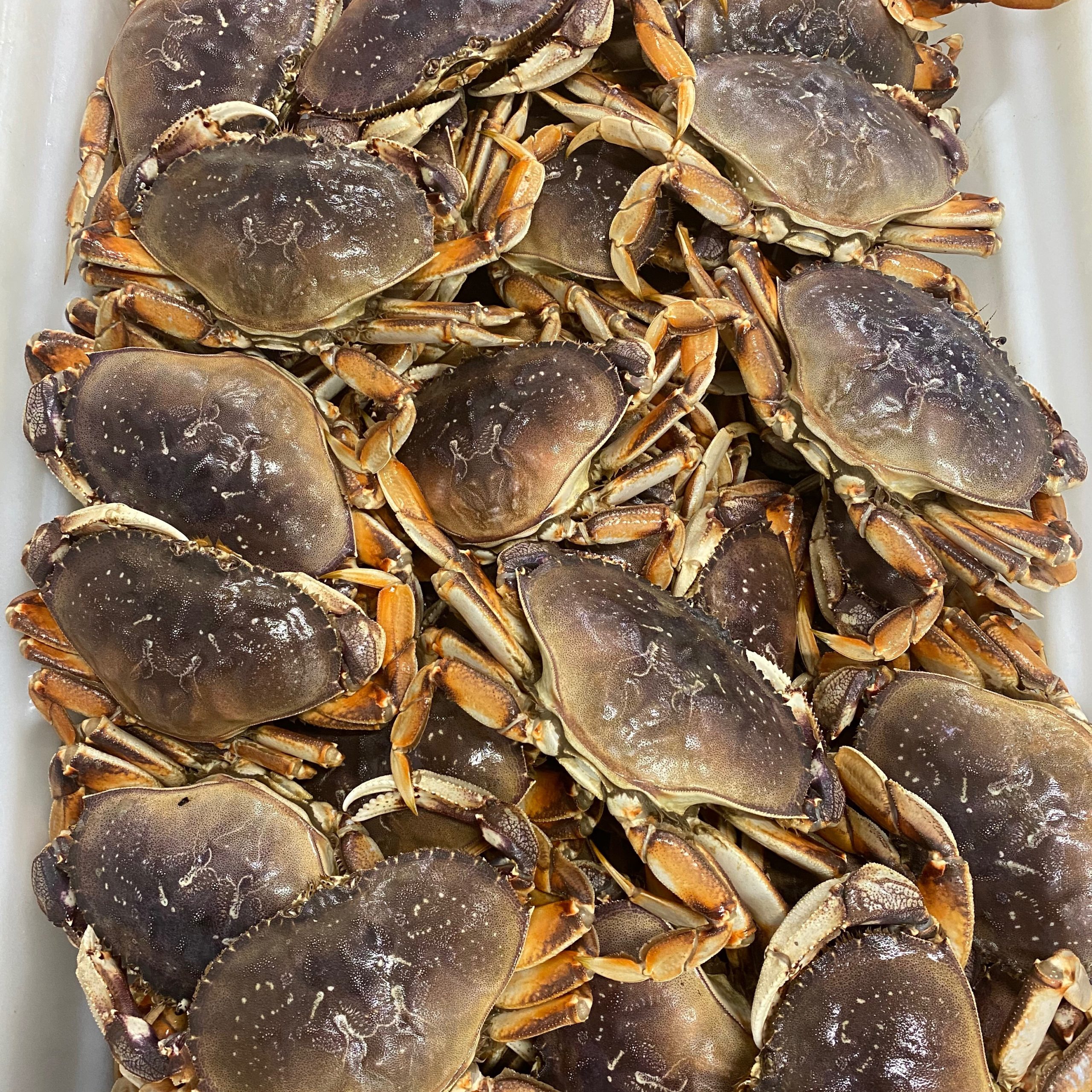 dungeness-crab